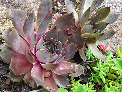 Sempervivum x culturom 'Jannis'