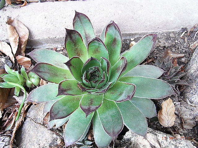 Sempervivum x culturom  'Marlene'  