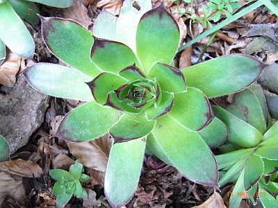 Sempervivum x culturom  'Marlene'  