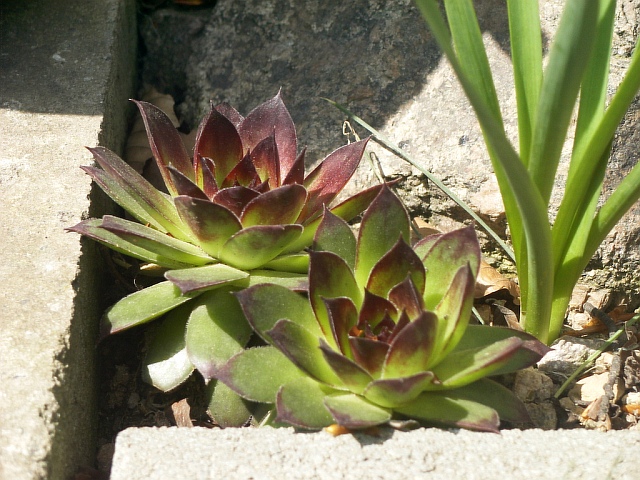 Sempervivum x culturom 'Rene' 