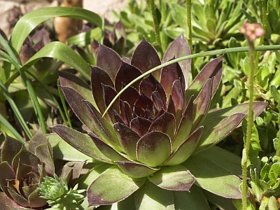 Sempervivum x culturom 'Rene' 