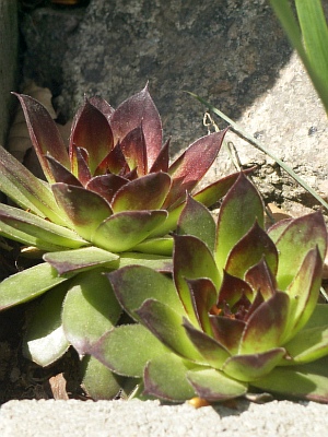 Sempervivum x culturom 'Rene' 