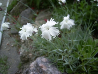 Feder-Nelke