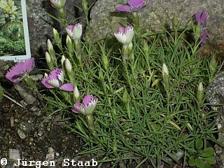 Zwergnelke 'Bicolor'