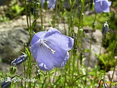 Alpen-Glockenblume 