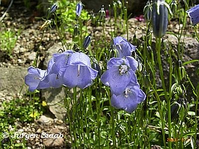 Alpen-Glockenblume 