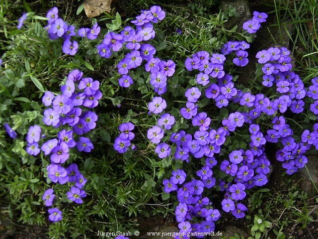 Griechisches Blaukissen