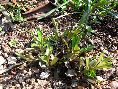 Hallersche Schaumkresse