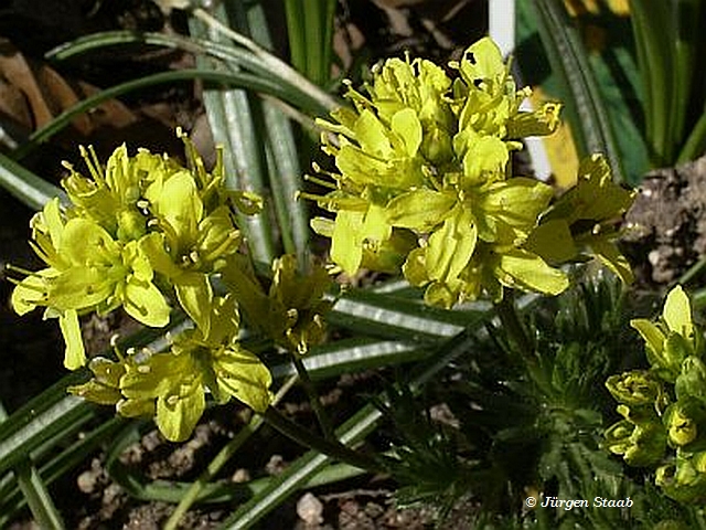 Olymp-Felsenblümchen