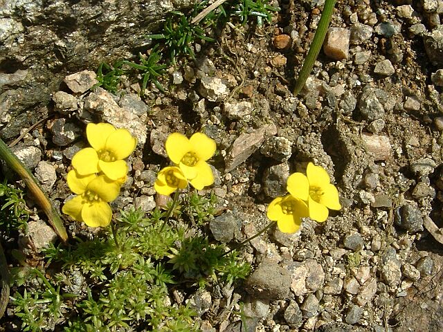 Hungerblümchen,Felsenblümchen