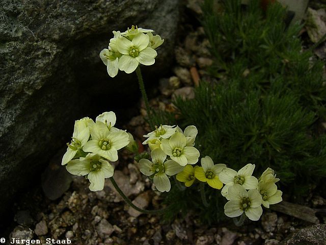 Hellgelbes Felsenblümchen