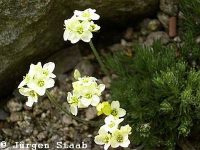 Hellgelbes Felsenblümchen