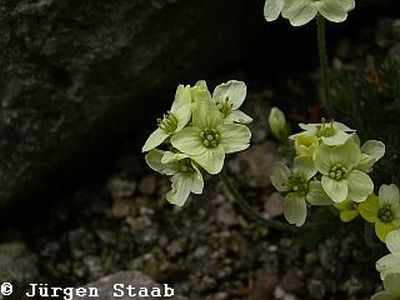 Hellgelbes Felsenblümchen