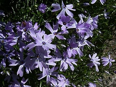 Teppichphlox 