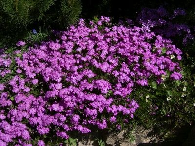 Polsterphlox   