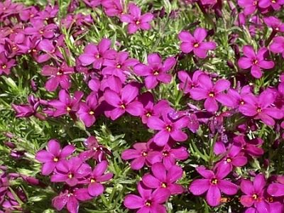 Polsterphlox / Phlox douglasii 