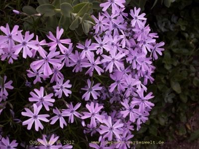 Phlox subulata  