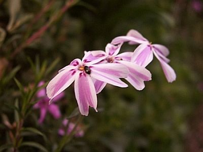 Phlox subulata  