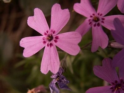 Phlox subulata  