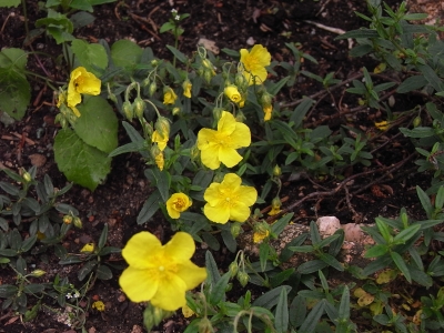 Sonnenröschen / Helianthemum 