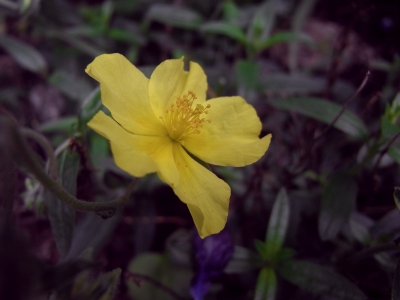 Sonnenröschen / Helianthemum 