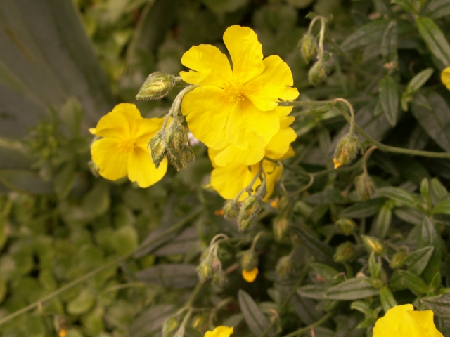 Helianthemum nummularium Gelbes Sonnenröschen