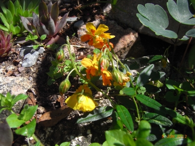 Sonnenröschen / Helianthemum 