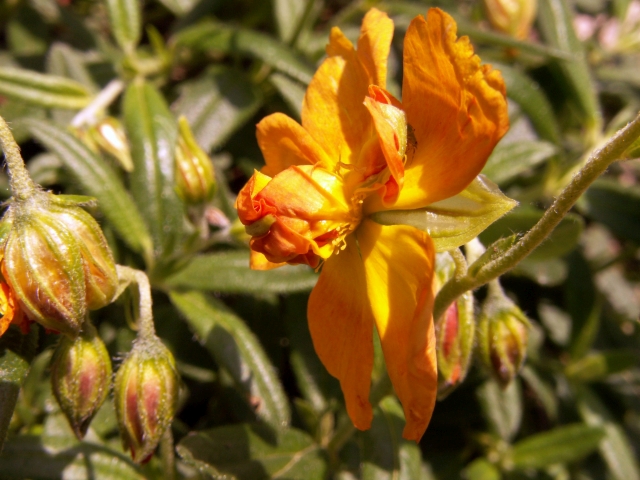 Orange Sonnenröschen