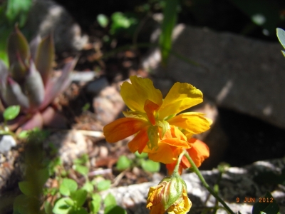 Sonnenröschen / Helianthemum 