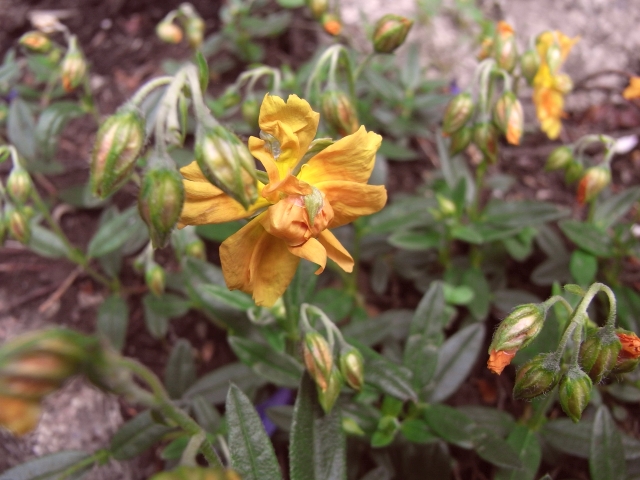Helianthemum 'Honeymoon' Orange Sonnenröschen