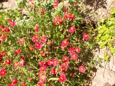 Sonnenröschen / Helianthemum 