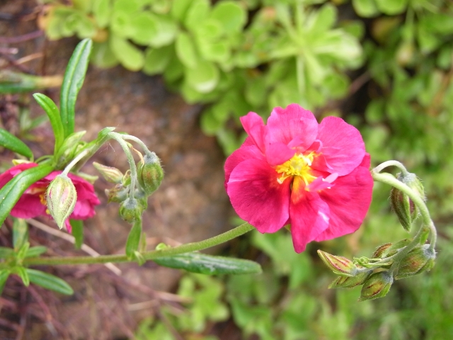 Rosa Sonnenröschen