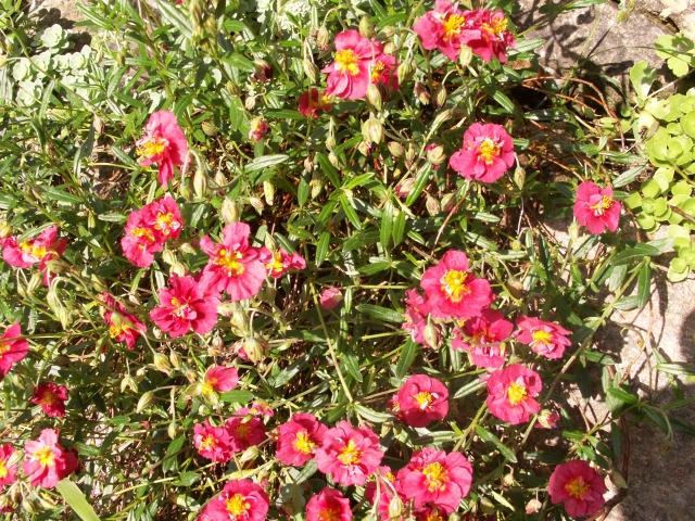 Helianthemum 'Rosaea' Rosa Sonnenröschen