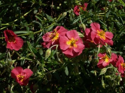 Sonnenröschen / Helianthemum 