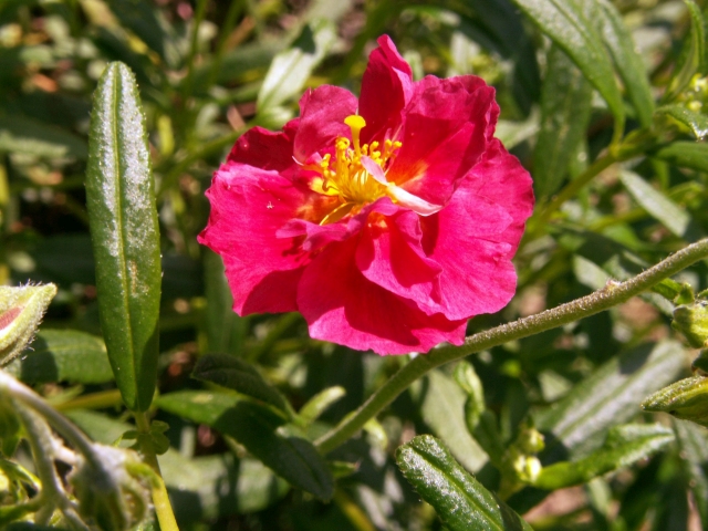 Rotes Sonnenröschen