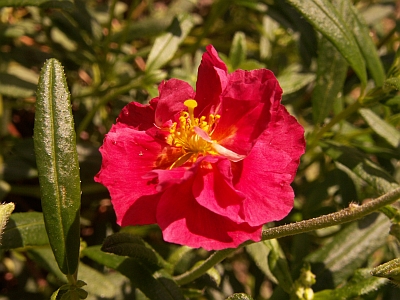 Sonnenröschen / Helianthemum 