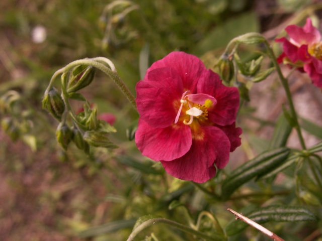 Helianthemum 'Ruth' Rotes Sonnenröschen