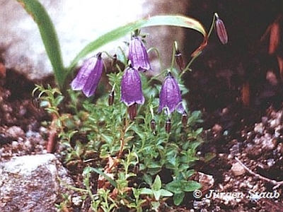 Zwerg-Glockenblumen  