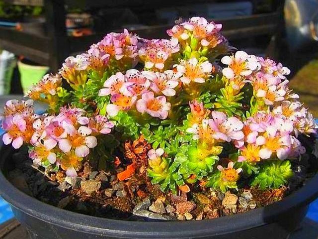 Saxifraga 'Allendale Desire'