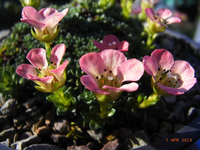 Saxifraga  [Decor Group]  'Auguste Renoir '