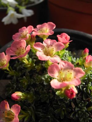 Saxifraga  [Decor Group]  'Auguste Renoir '