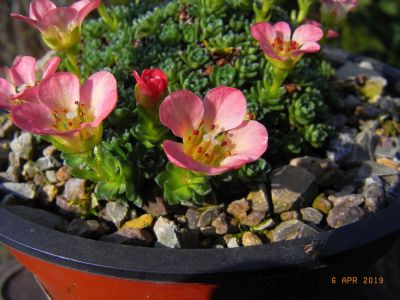 Saxifraga  [Decor Group]  'Auguste Renoir '