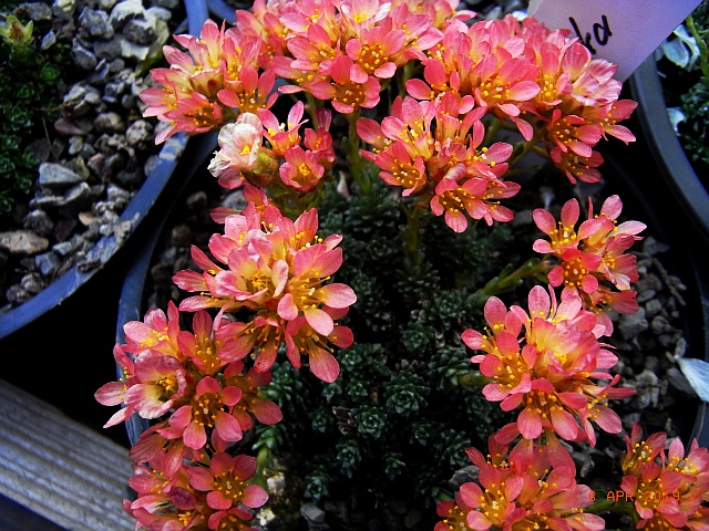 Saxifraga [Prominent Group]  'Berounka'