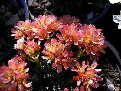 Saxifraga [Prominent Group]  'Berounka'