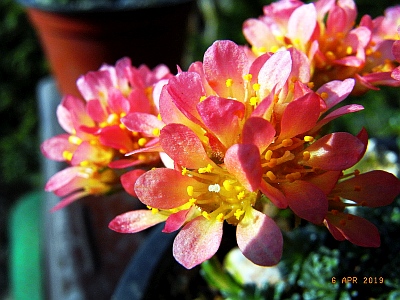 Saxifraga [Prominent Group]  'Berounka'