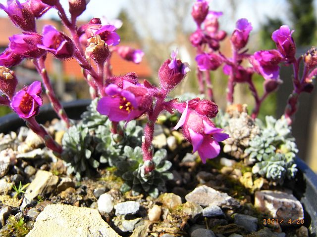 Saxifraga [Sugestivo Group]  'Beryl Bland'