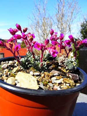 Saxifraga [Sugestivo Group]  'Beryl Bland'