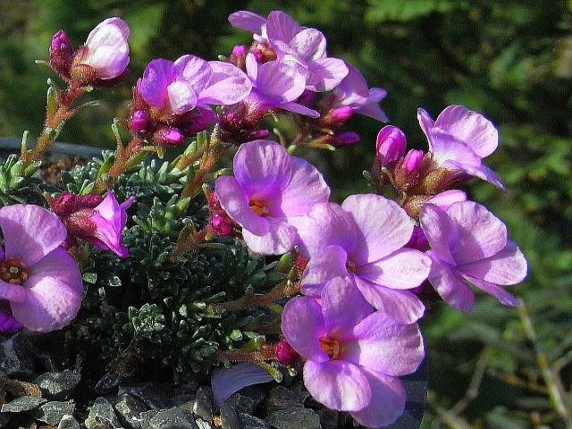 Saxifraga [Regio Group] 'Bohemian Paradise'