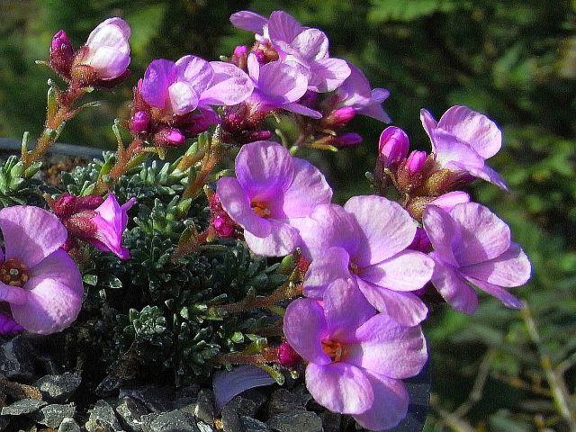 Saxifraga [Regio Group] 'Bohemian Paradise'