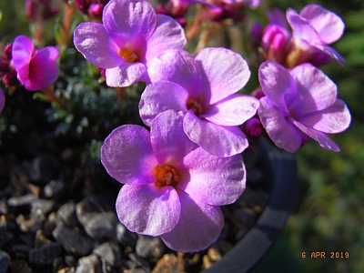 Saxifraga [Regio Group] 'Bohemian Paradise'